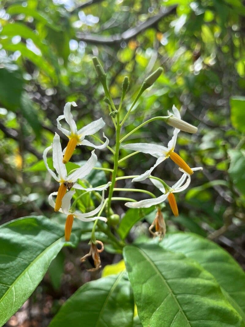 Solanum bahamense