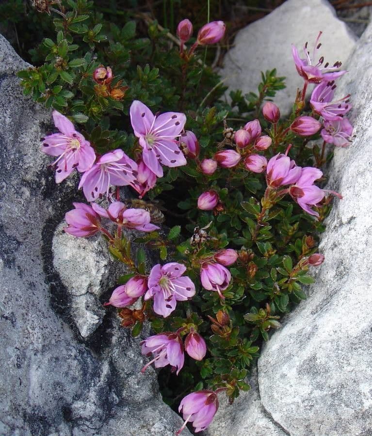 Rhodothamnus chamaecistus