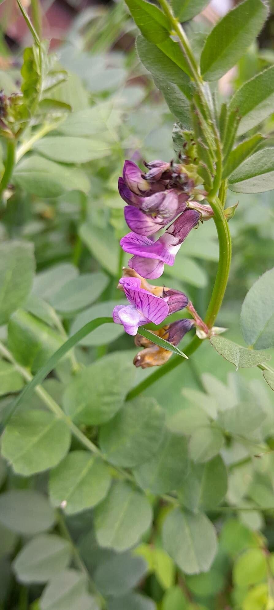 Vicia sepium