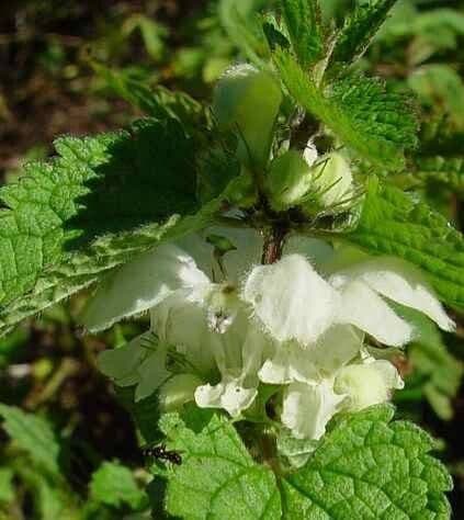 Lamium flexuosum