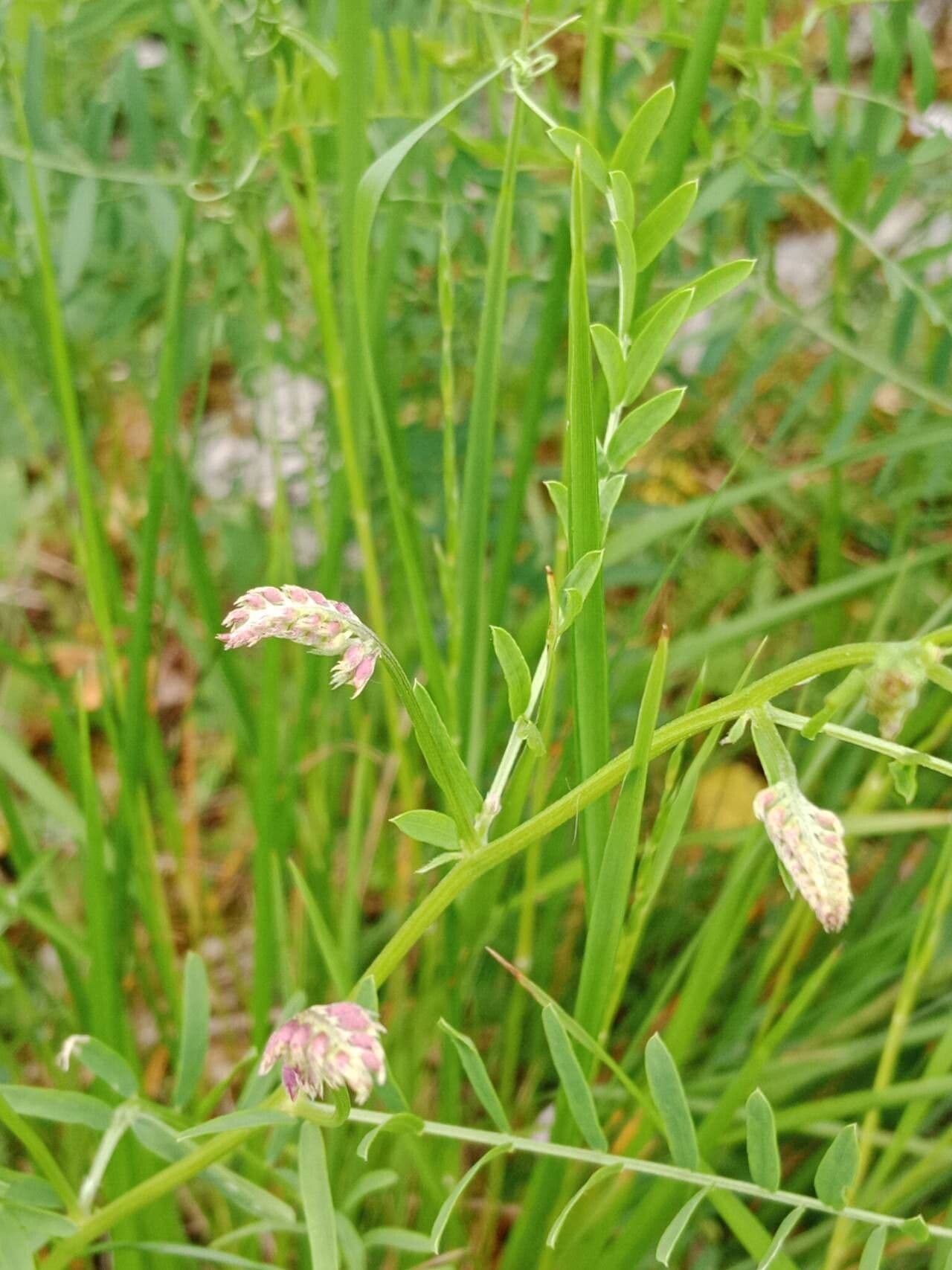 Vicia tenuifolia