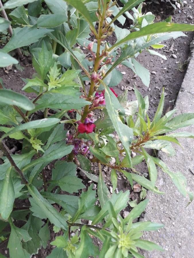 Impatiens balsamina