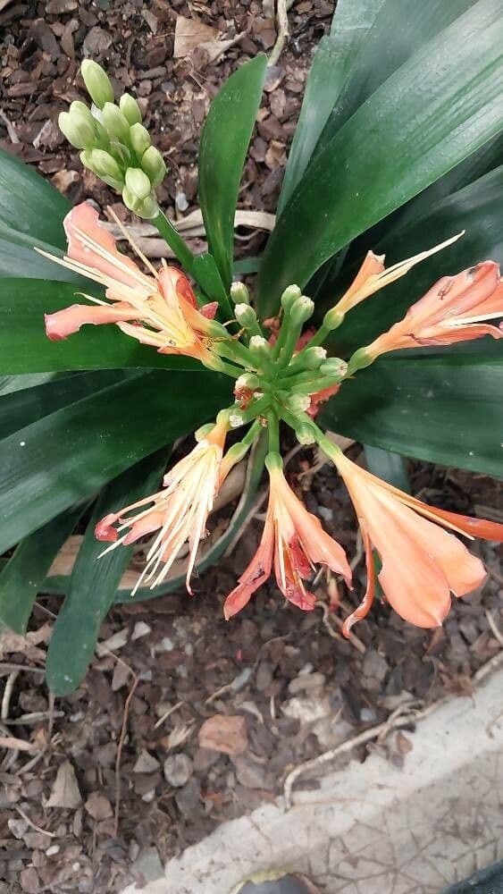 Clivia miniata