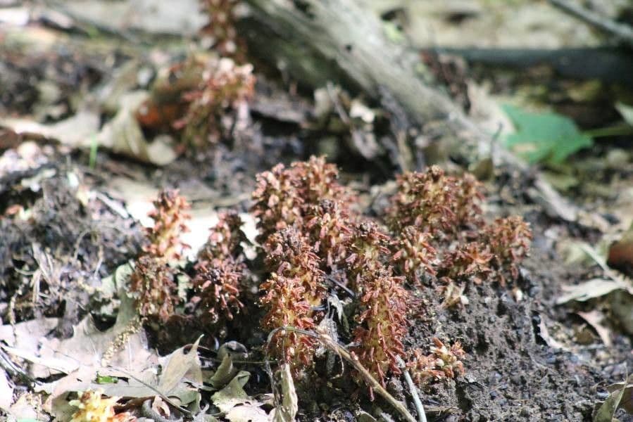 Conopholis americana