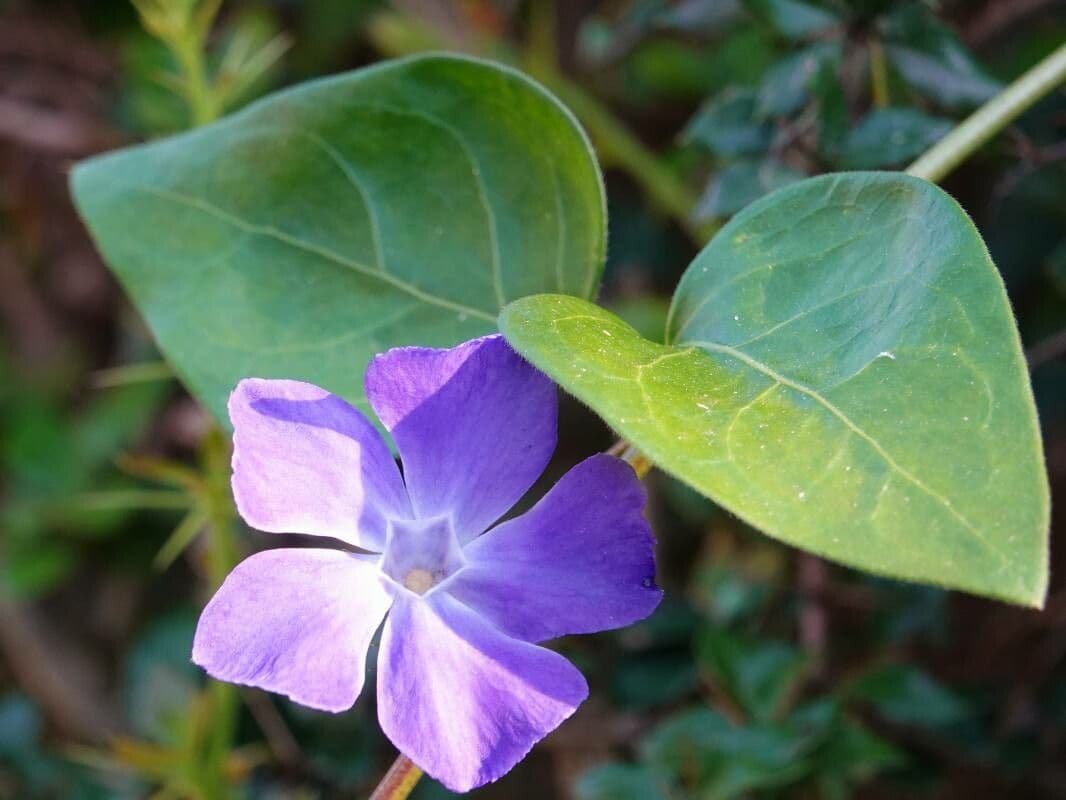 Vinca major