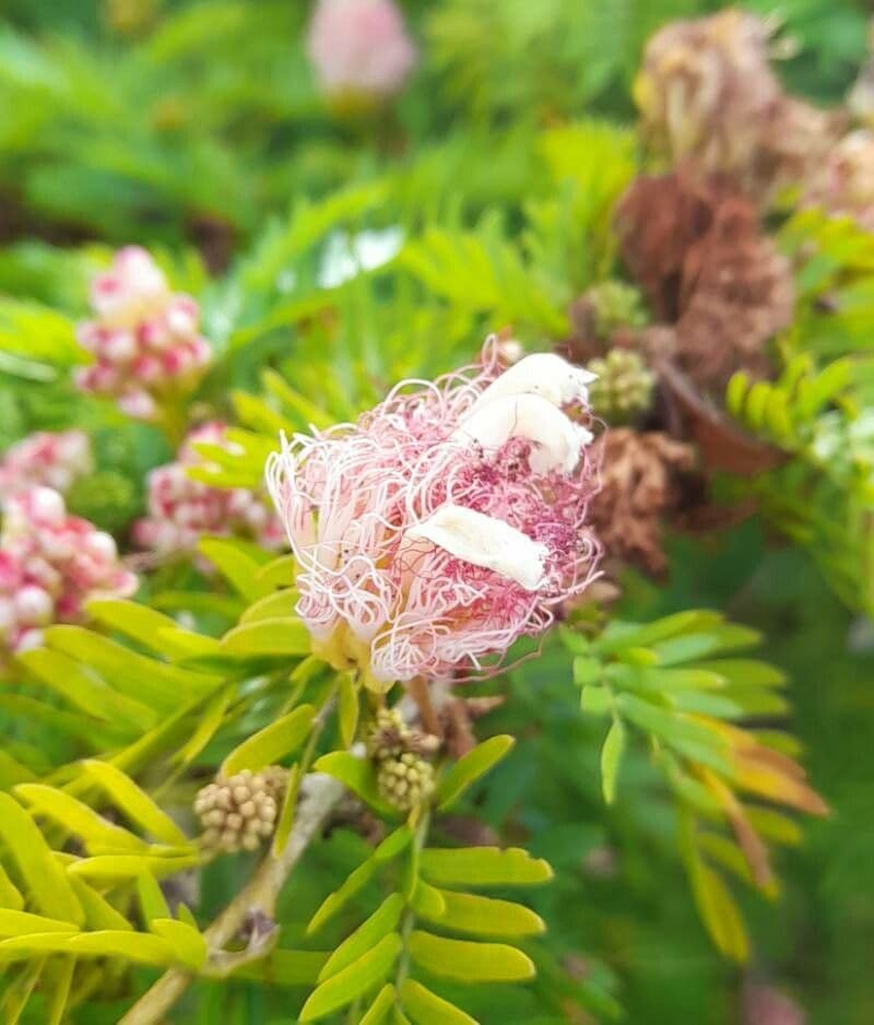 Calliandra surinamensis