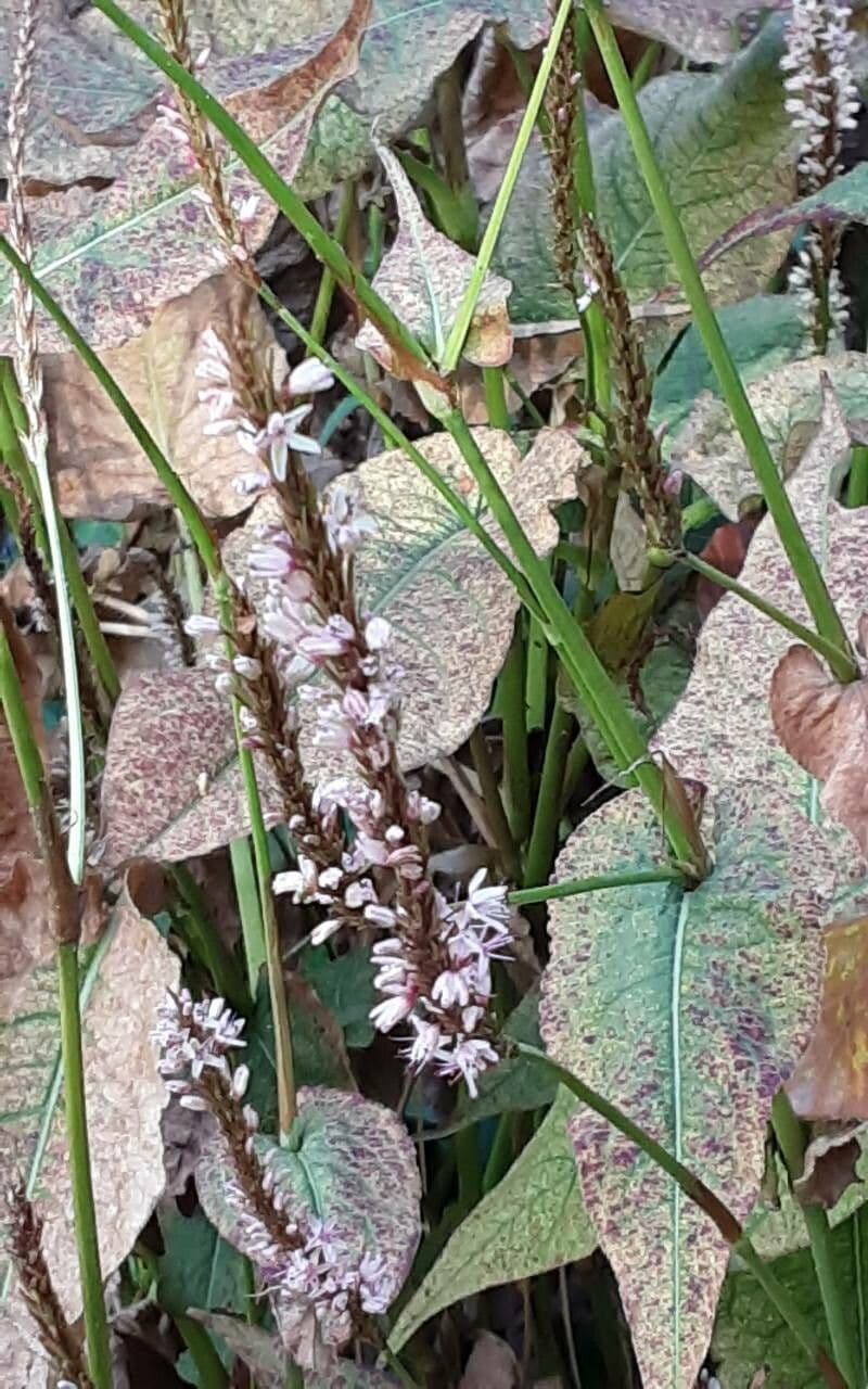Orobanche cernua