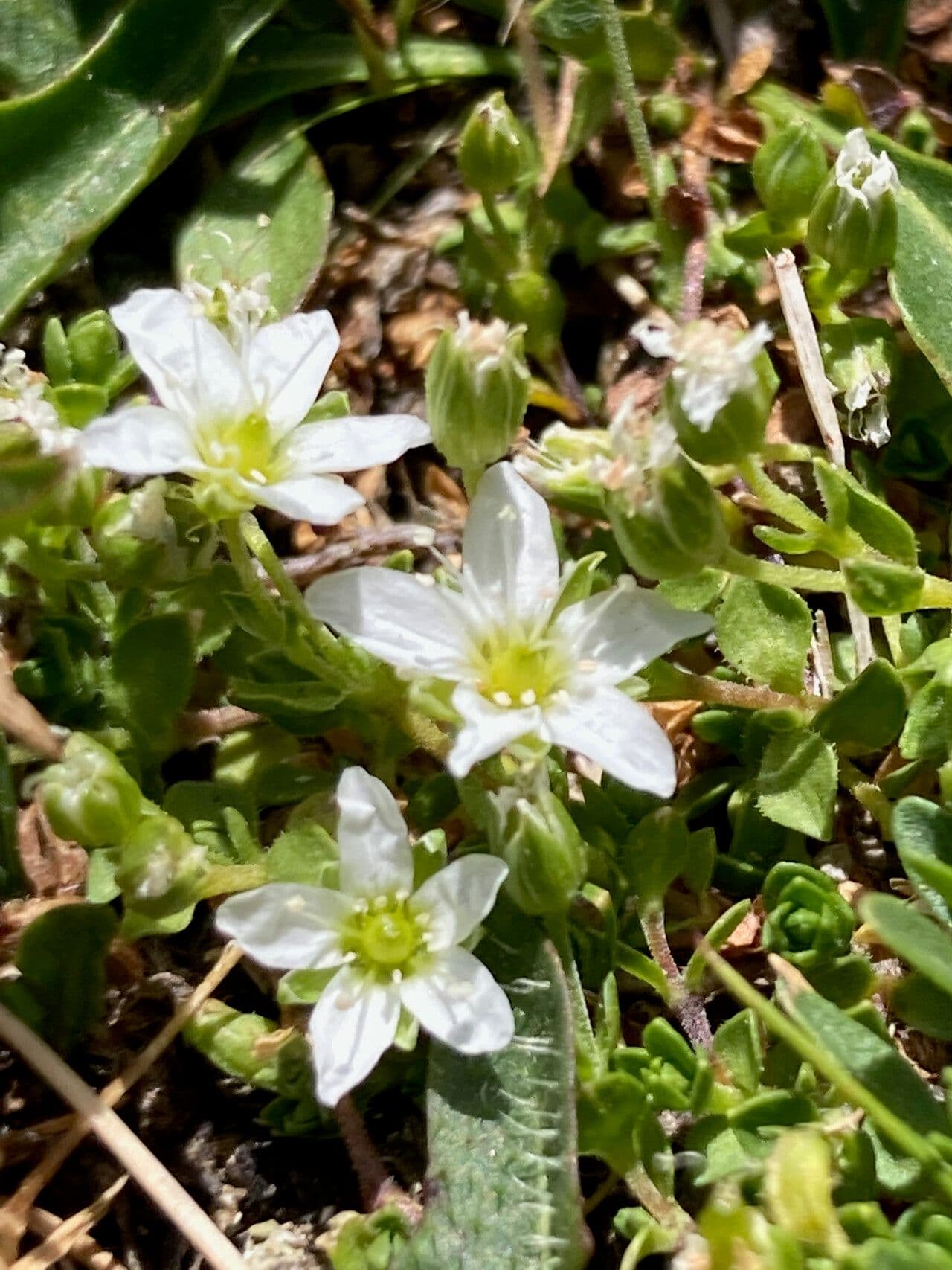 Arenaria ciliata