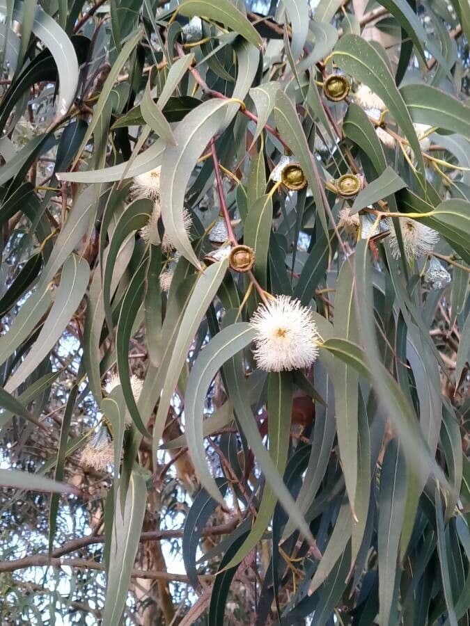 Eucalyptus globulus