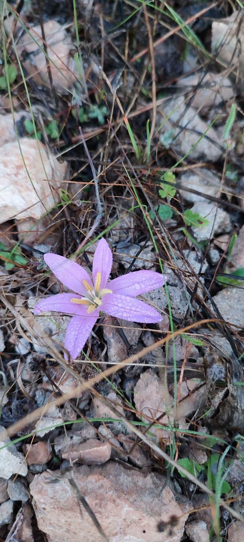 Colchicum filifolium