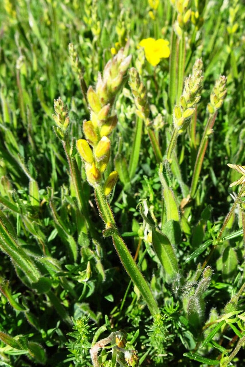 Genista sagittalis