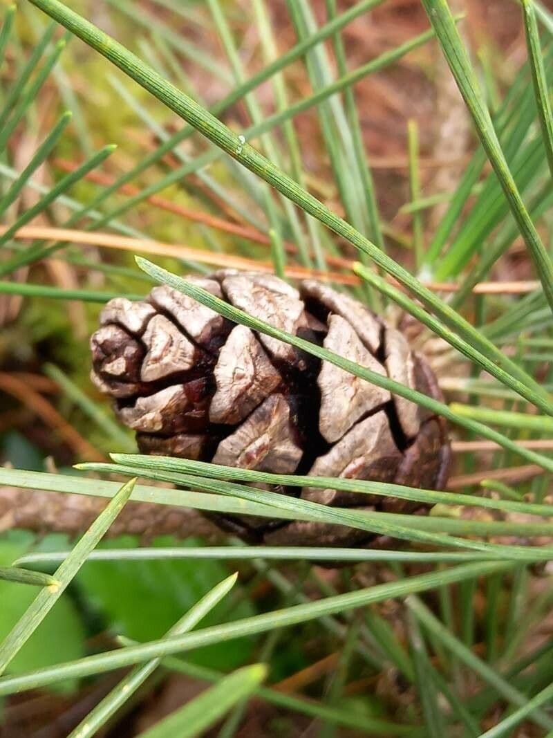 Pinus thunbergii