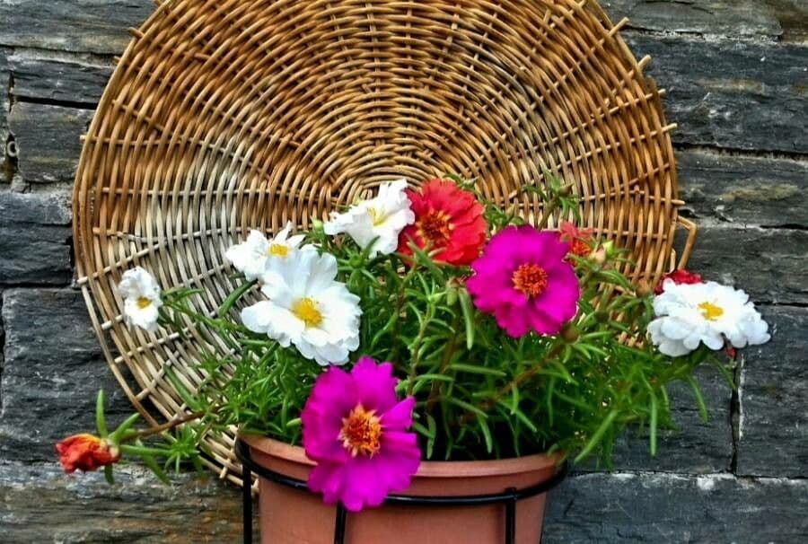 Portulaca grandiflora