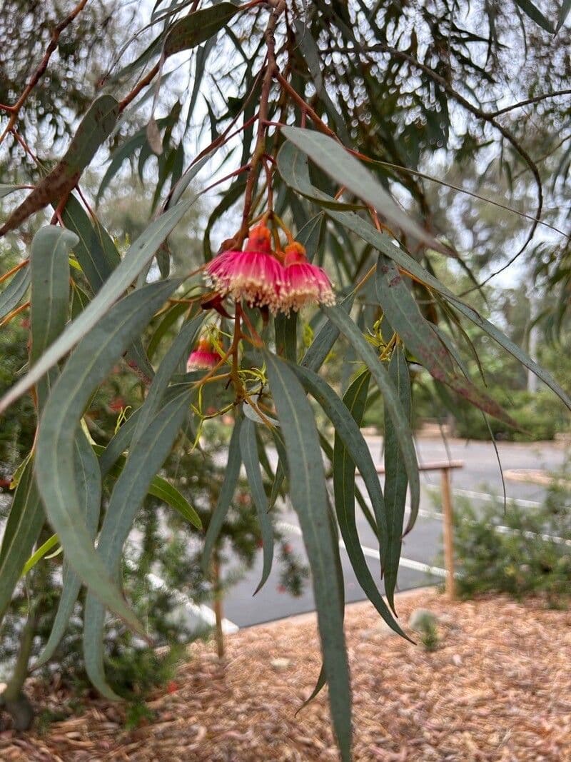 Eucalyptus torquata