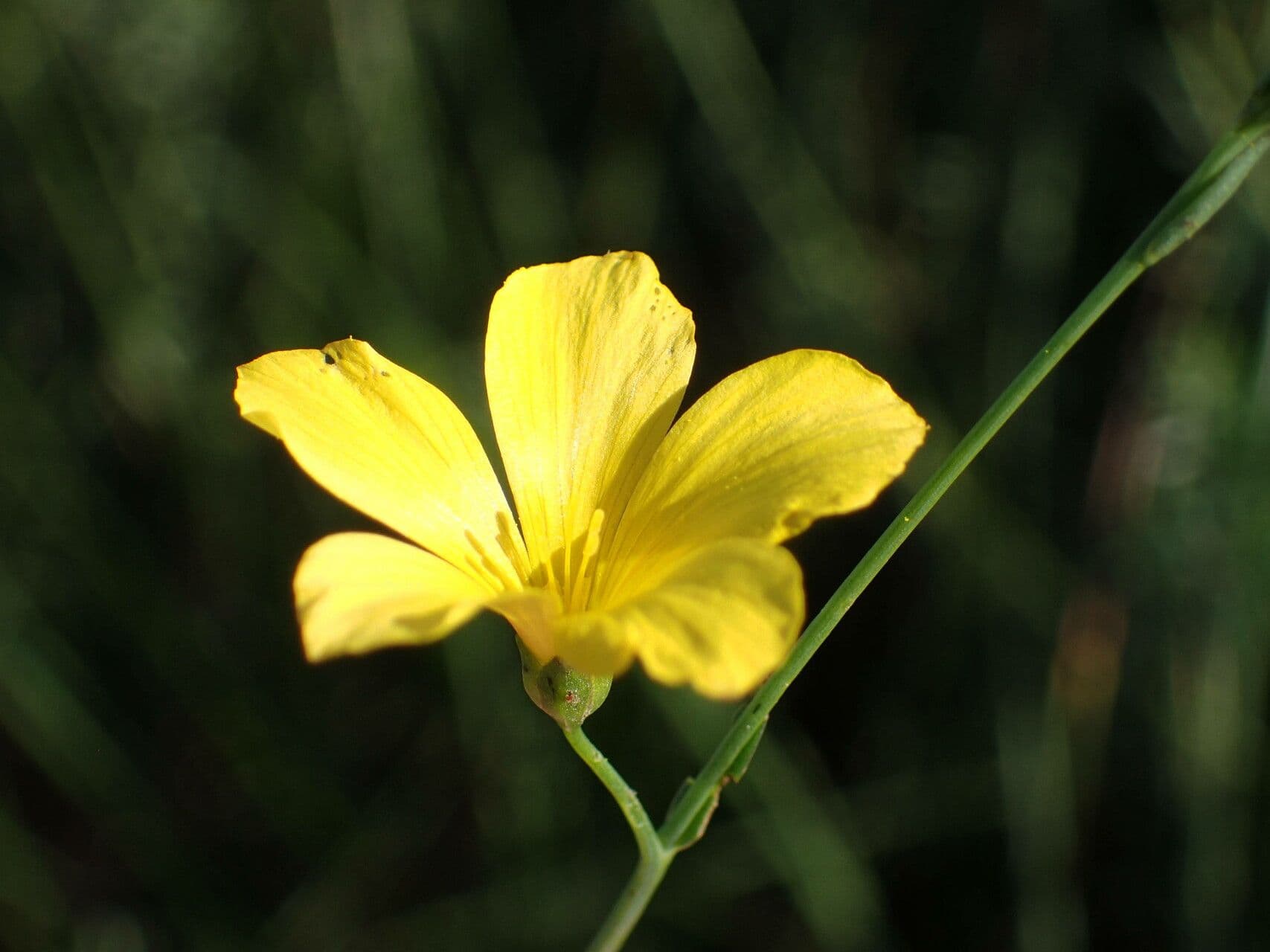 Linum maritimum