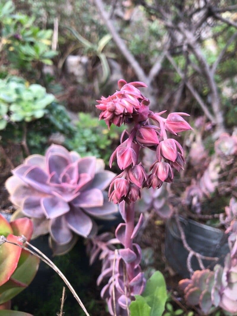 Echeveria gibbiflora