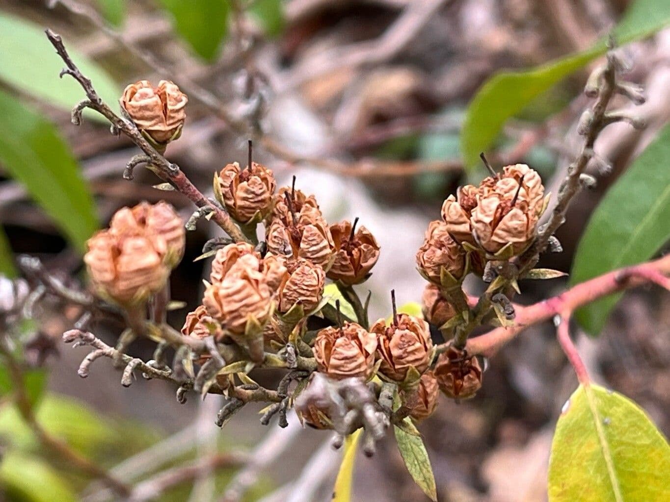 Zenobia pulverulenta