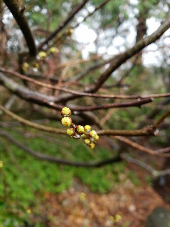 Lindera benzoin