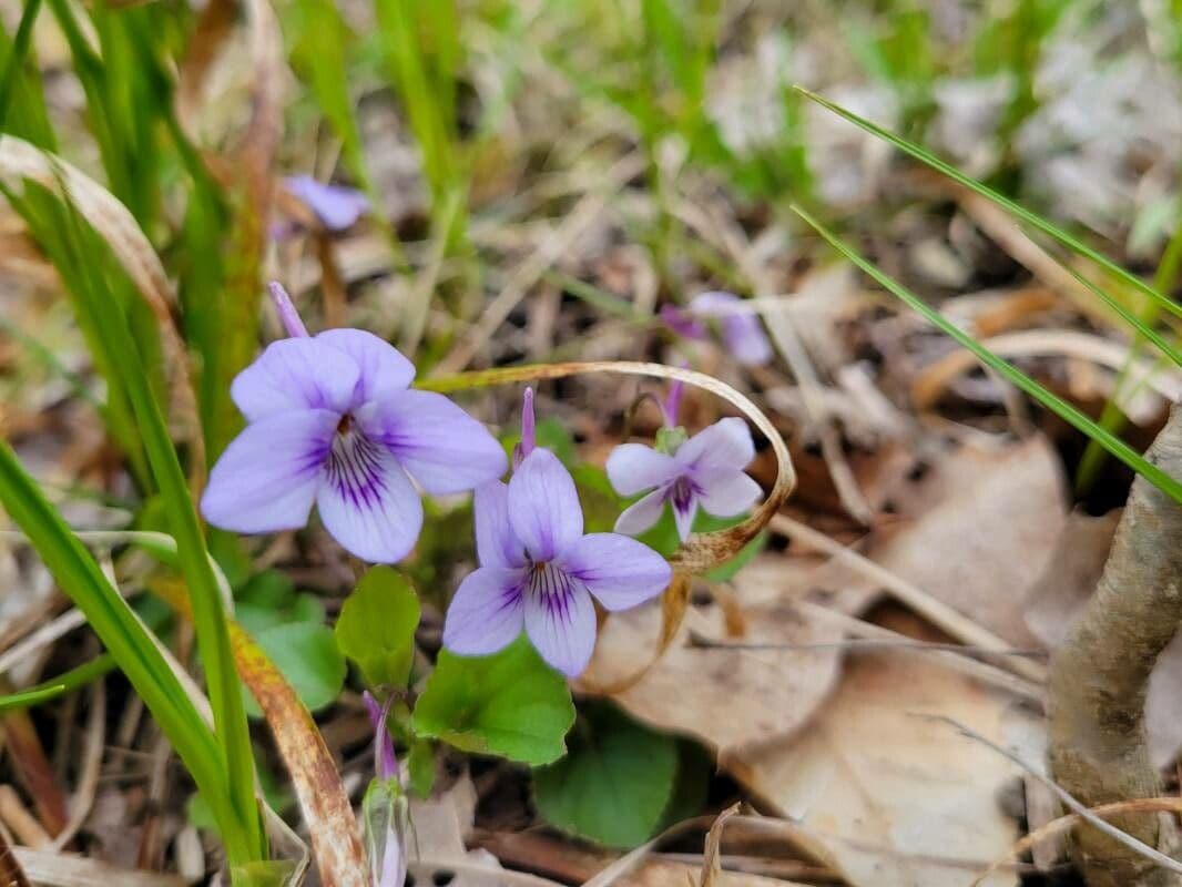 Viola rostrata