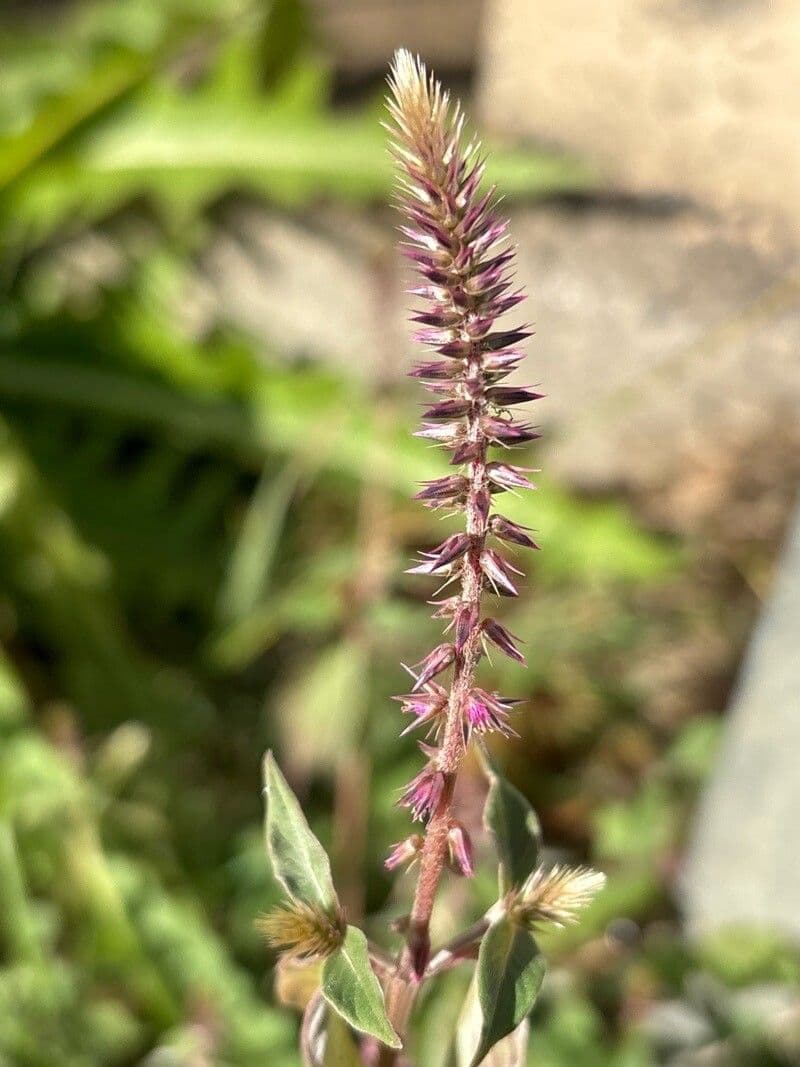 Achyranthes aspera