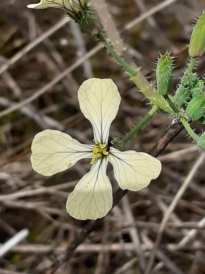 Eruca vesicaria