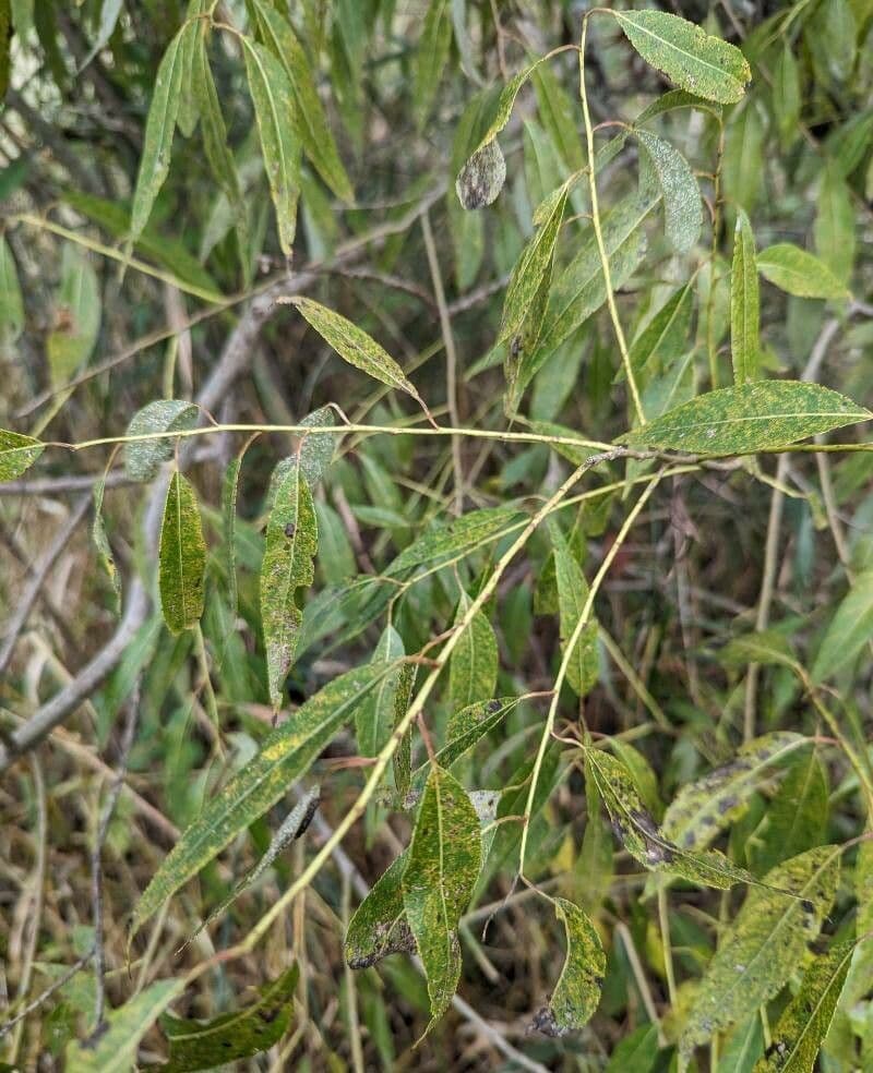 Salix amygdaloides