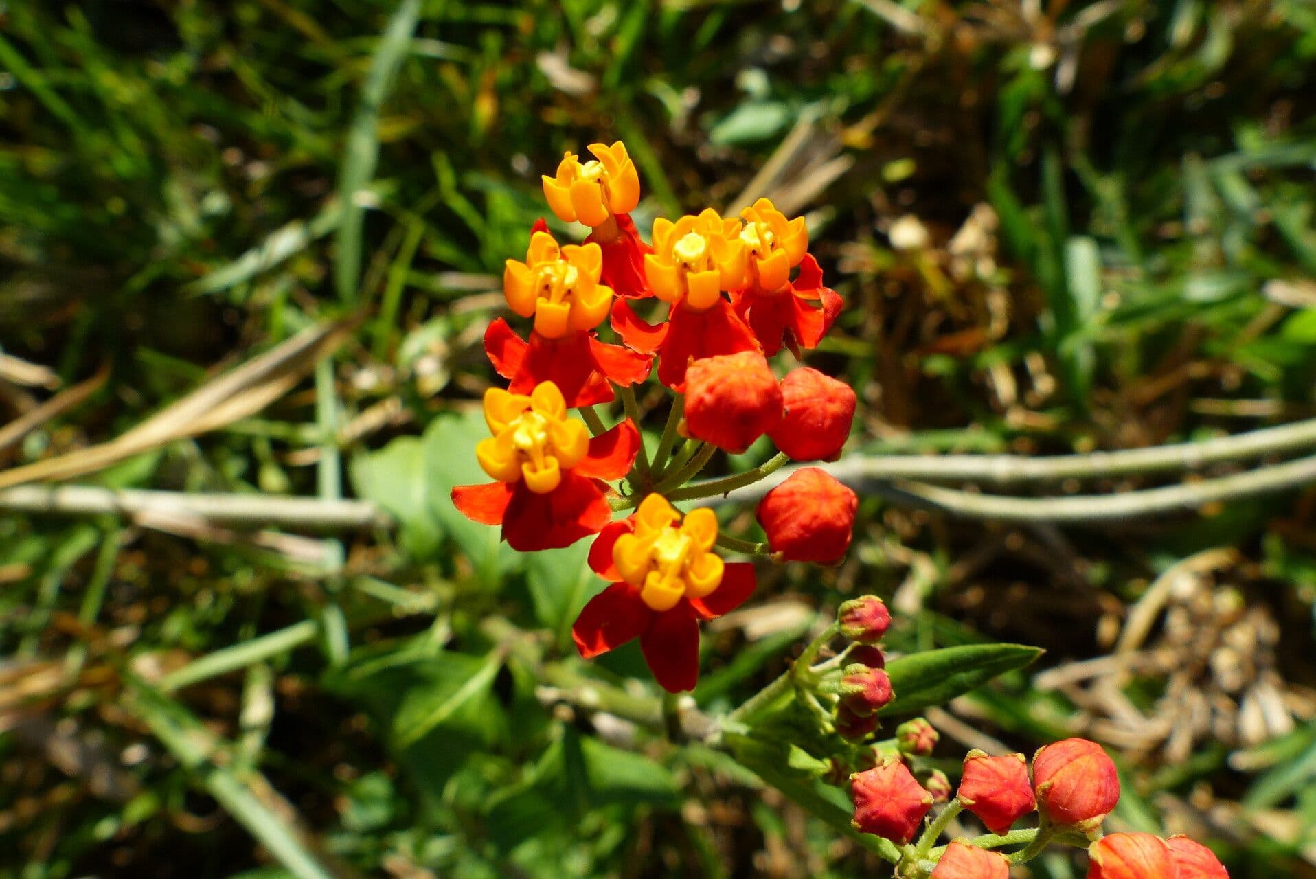 Asclepias curassavica