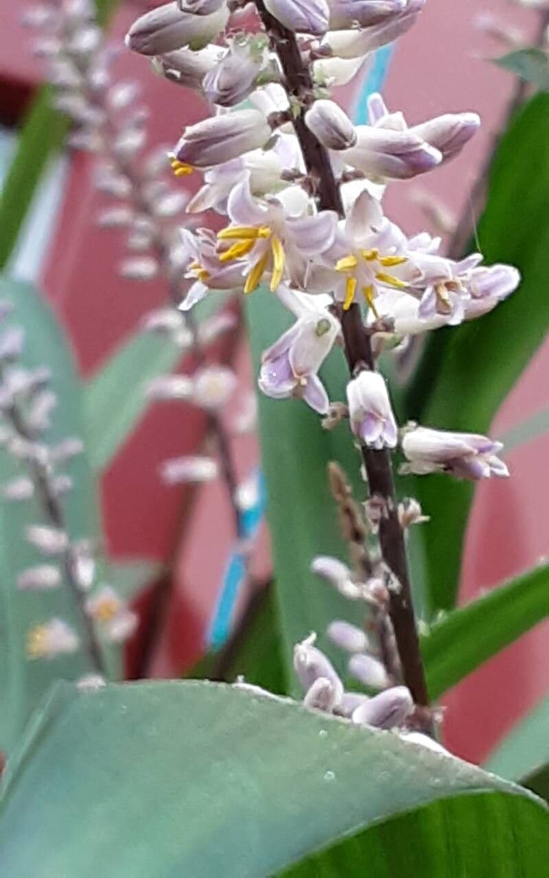 Cordyline stricta