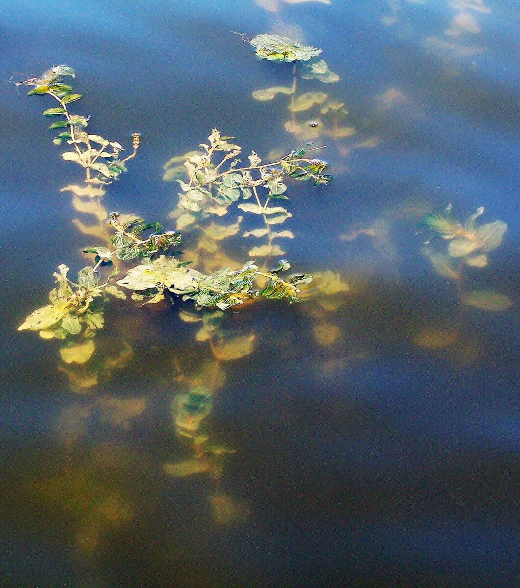 Potamogeton perfoliatus