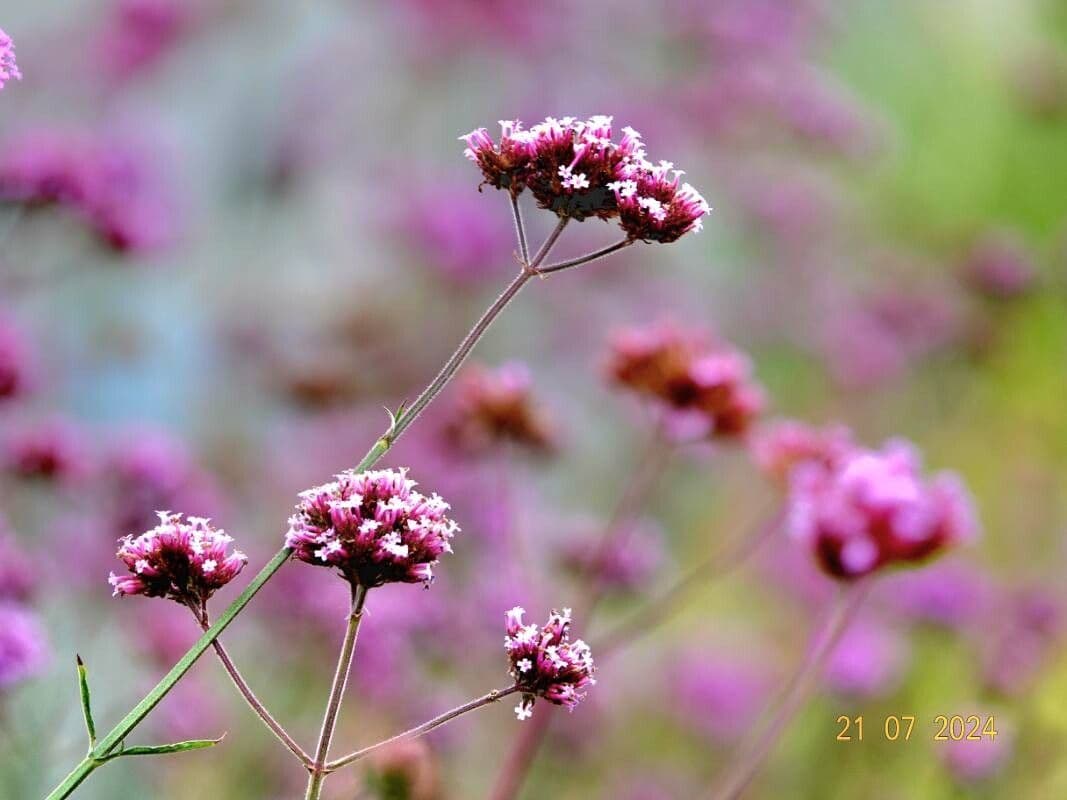 Verbena bonariensis