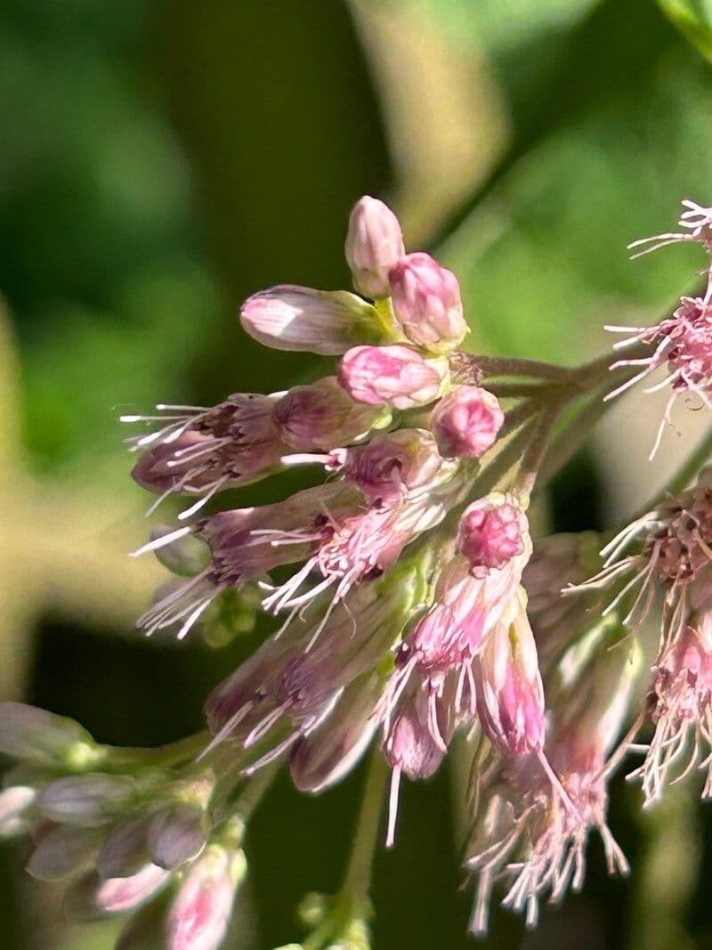 Eutrochium fistulosum