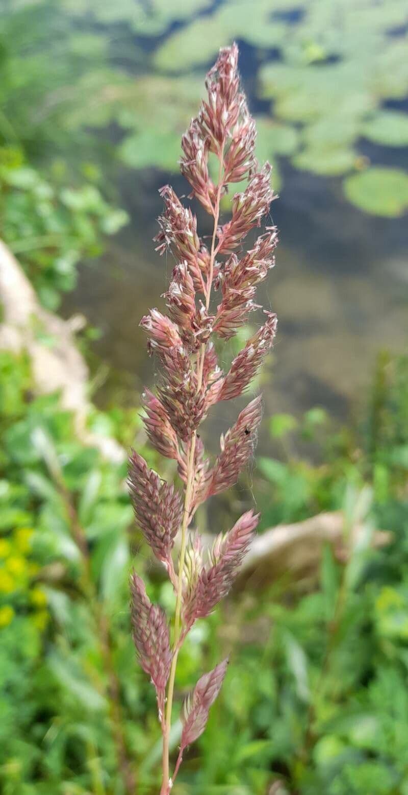 Phalaris arundinacea