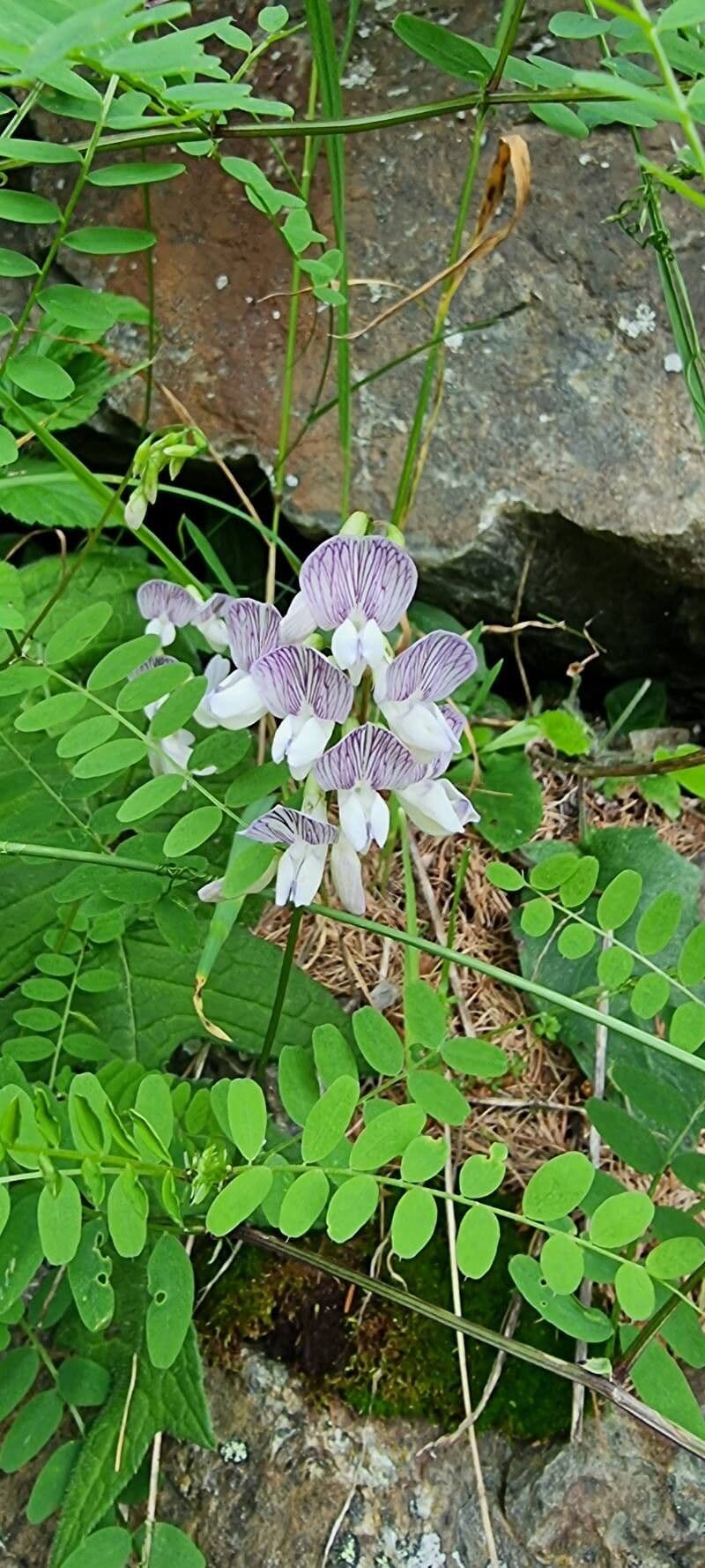 Vicia sylvatica