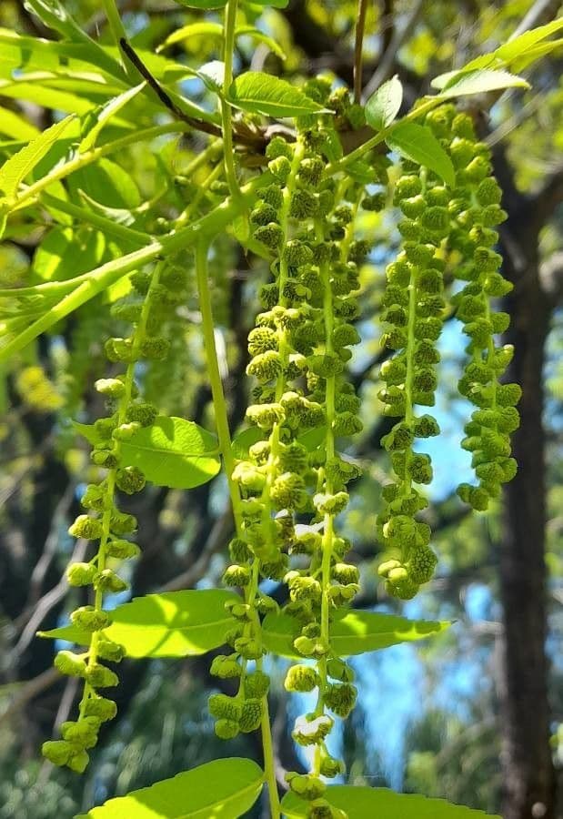 Juglans californica