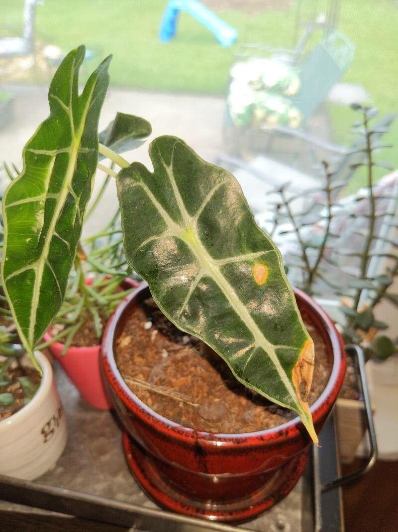 Alocasia sanderiana