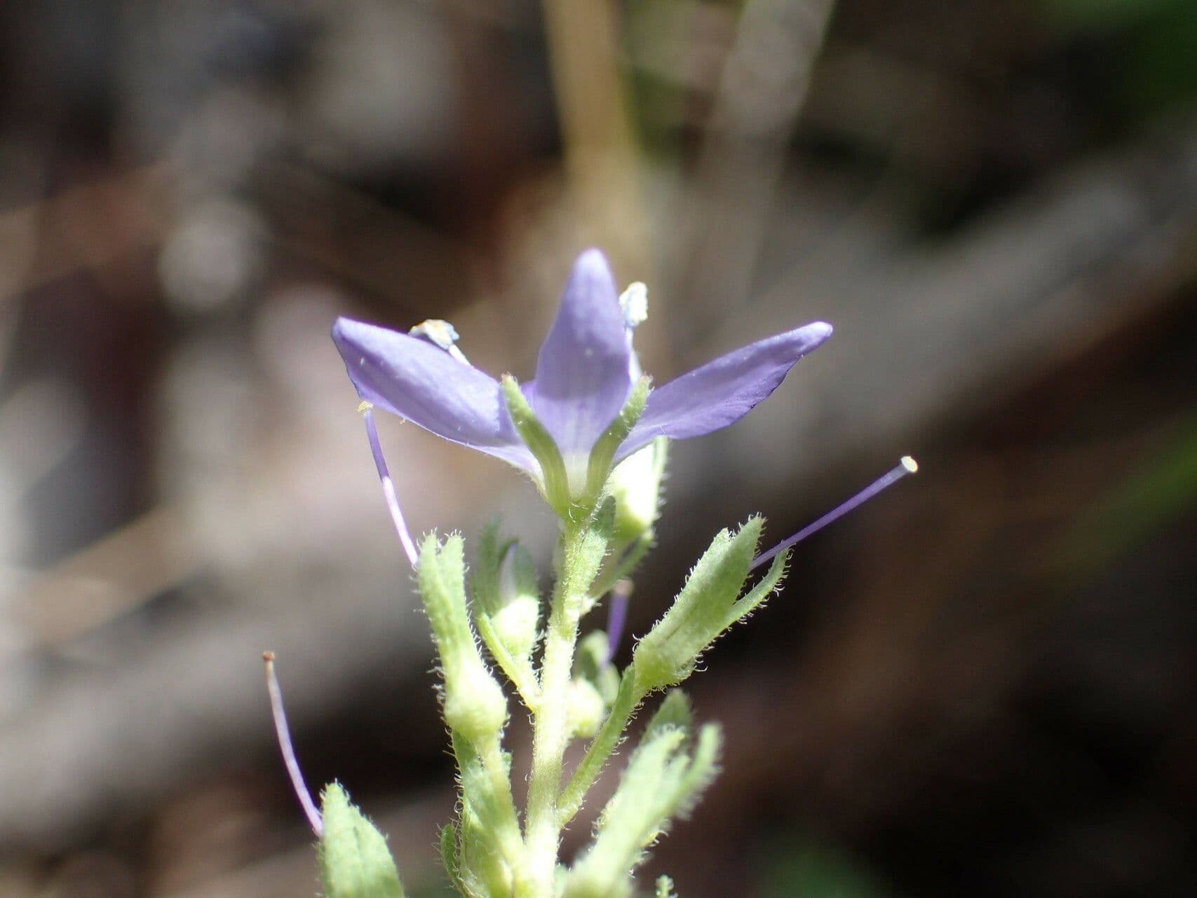 Veronica orsiniana