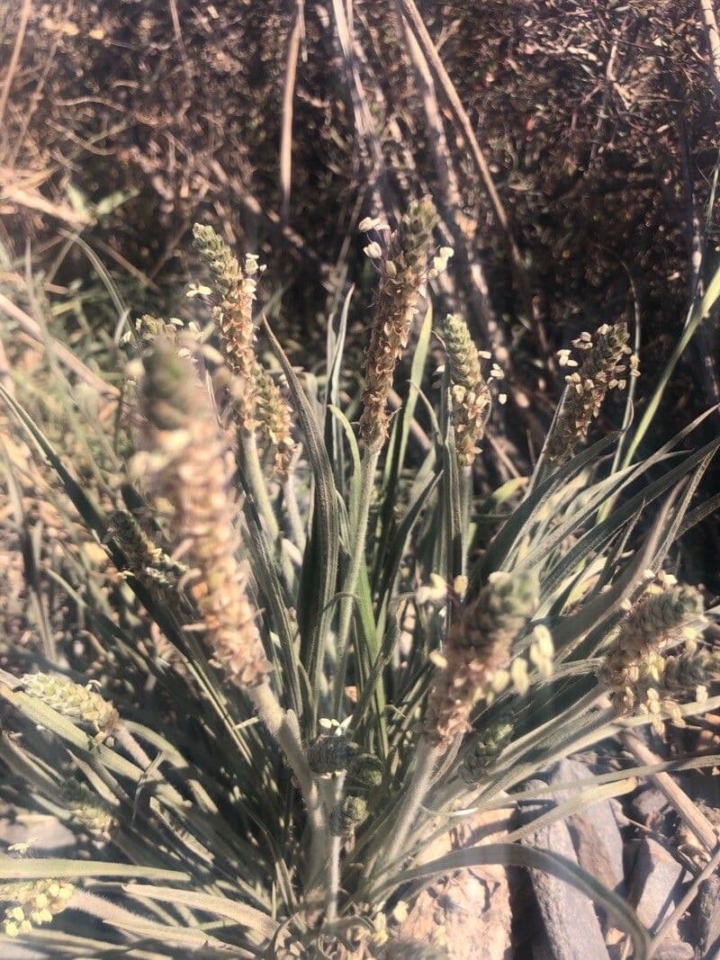 Plantago ovata