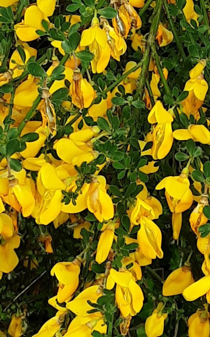 Cytisus decumbens