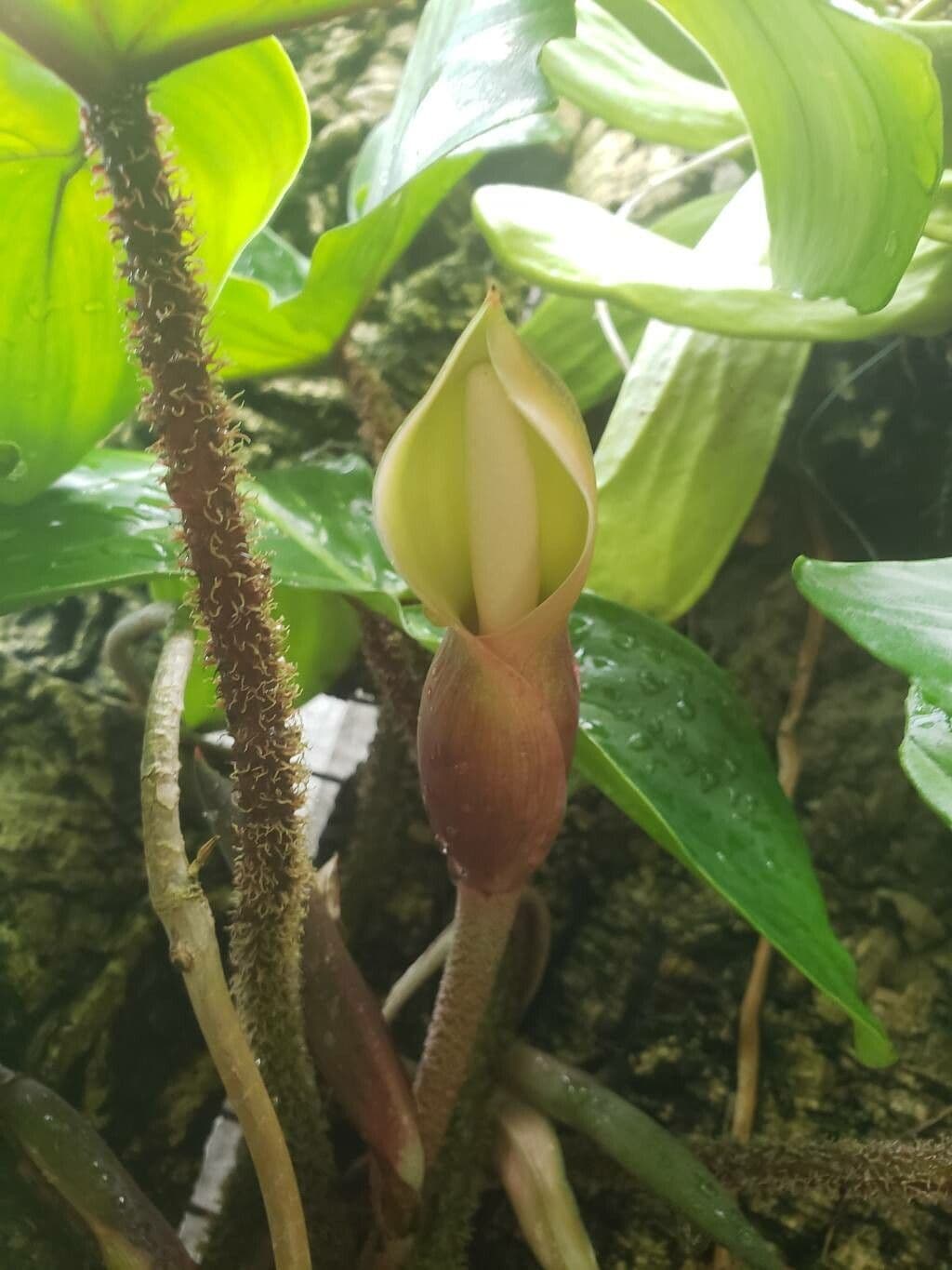 Philodendron squamiferum