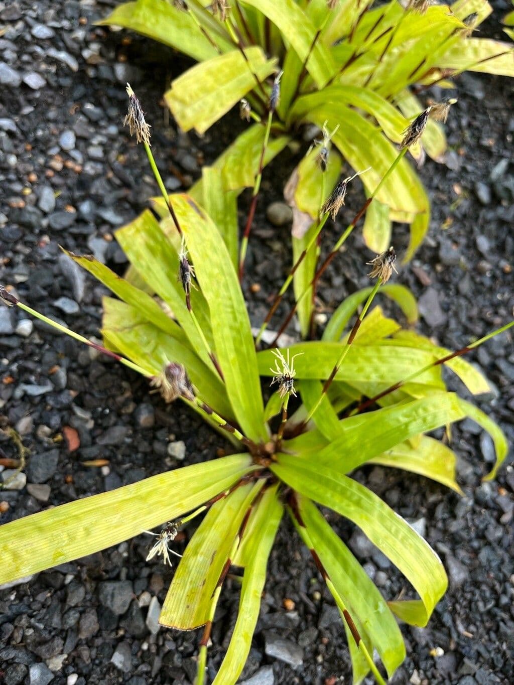 Carex plantaginea