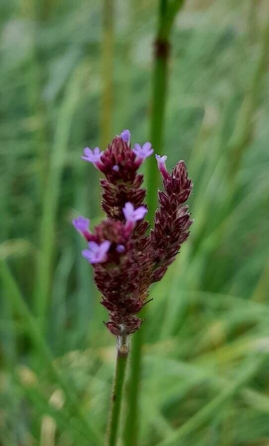 Verbena brasiliensis