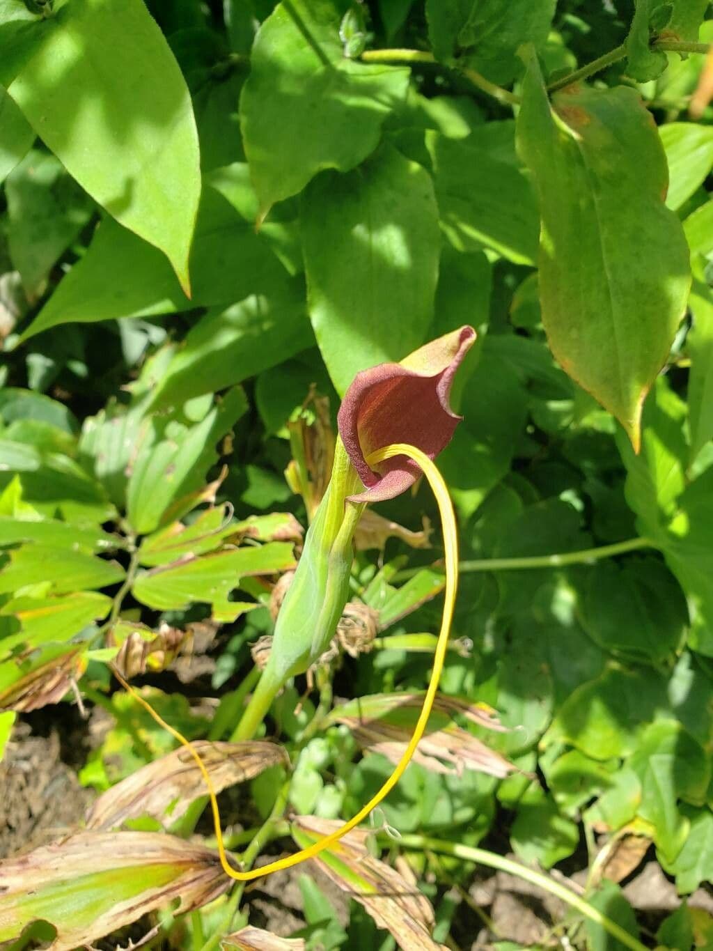 Arisaema triphyllum