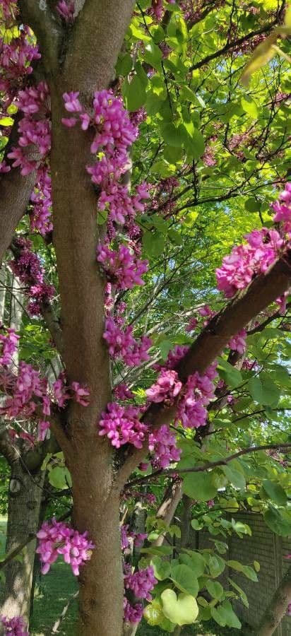 Cercis siliquastrum