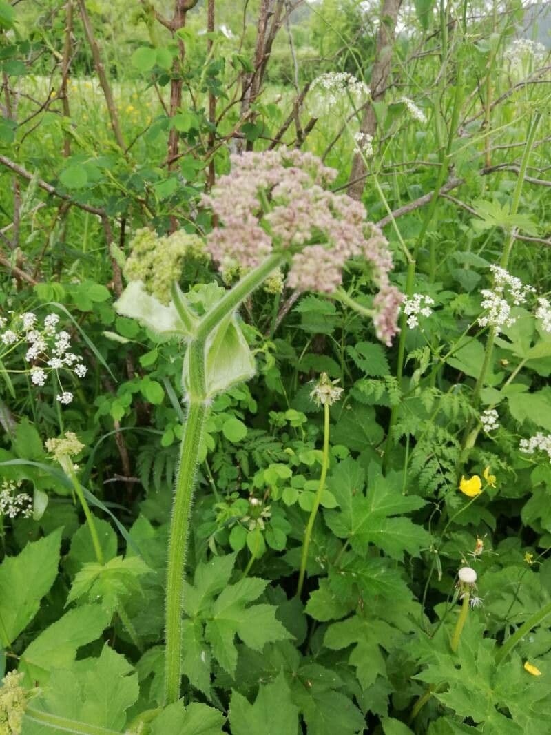 Heracleum maximum