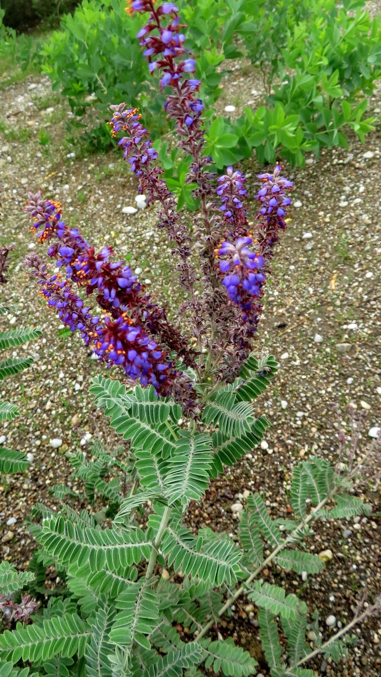 Amorpha canescens