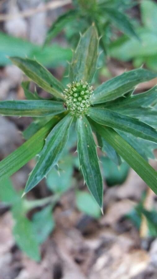 Eryngium foetidum