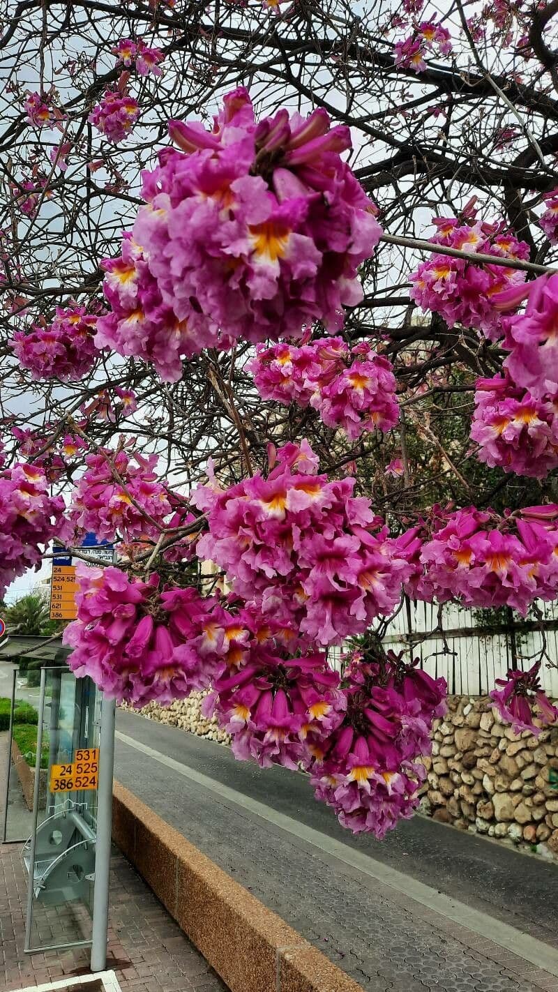 Tabebuia heterophylla