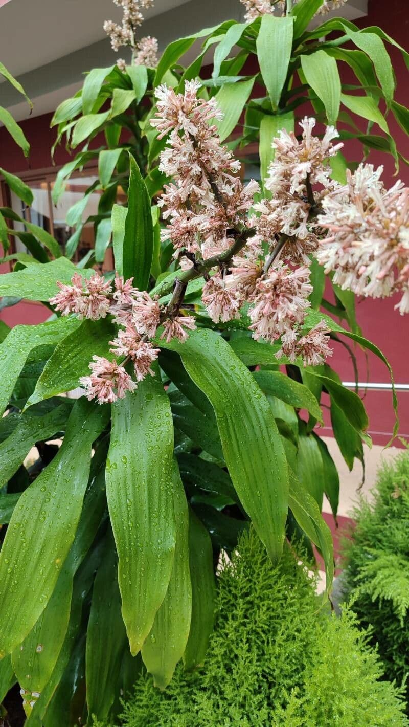 Dracaena fragrans