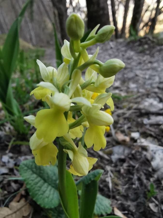 Orchis pallens