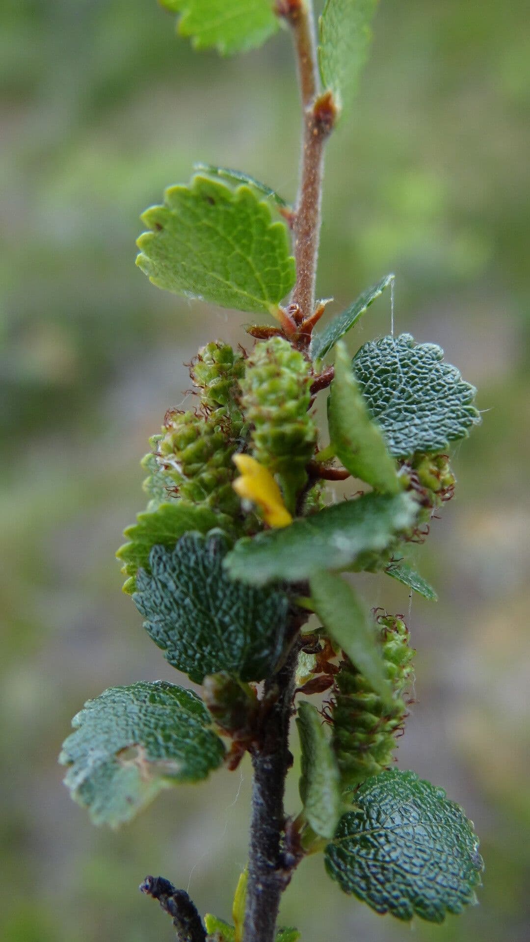 Betula nana